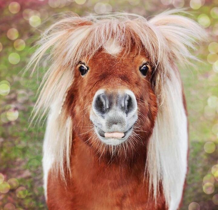 Stupid horse